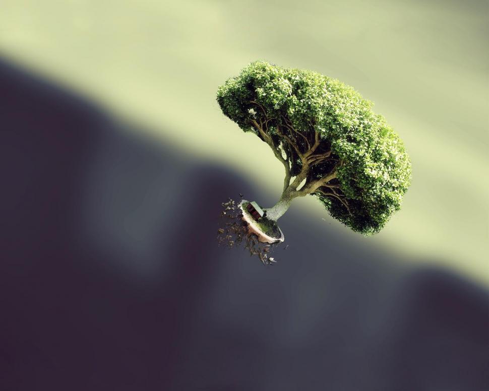 Green Tree in the Fly Offering Shade Everywhere wallpaper,bonsai wallpaper,tree wallpaper,1600x1280 wallpaper