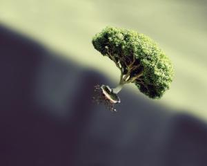 Green Tree in the Fly Offering Shade Everywhere wallpaper thumb