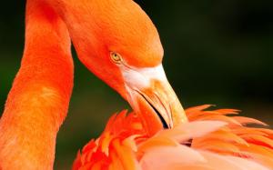 Orange Flamingo wallpaper thumb