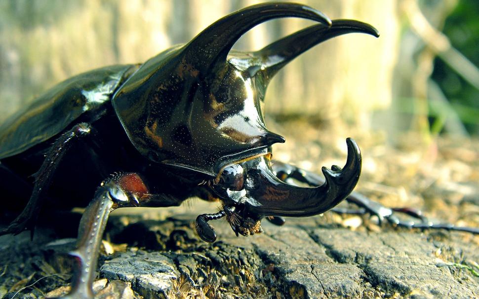 Stag Beetle, Insect, Animal, Macro wallpaper,stag beetle HD wallpaper,insect HD wallpaper,animal HD wallpaper,macro HD wallpaper,1920x1200 wallpaper