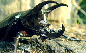 Stag Beetle, Insect, Animal, Macro wallpaper thumb