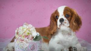 Spotted puppy, hydrangea flowers wallpaper thumb