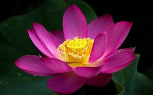 Pink lotus flower close-up, green leaves wallpaper thumb