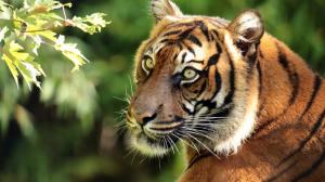 Sumatran tiger, predator, portrait wallpaper thumb