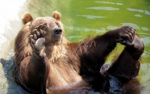 Bear Water Grizzly Bear HD wallpaper thumb