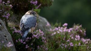 Predator, falcon, flowers, grass, stones wallpaper thumb