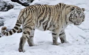 Snow Tiger wallpaper thumb
