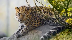 Cute leopard cub wallpaper thumb