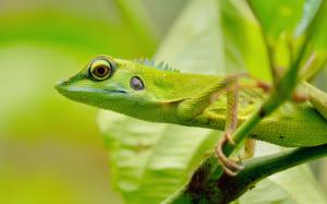 Green lizard, eyes, blur wallpaper thumb