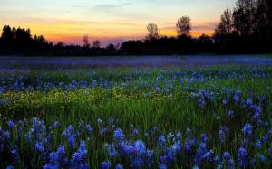 Field With Blue Flowers wallpaper thumb