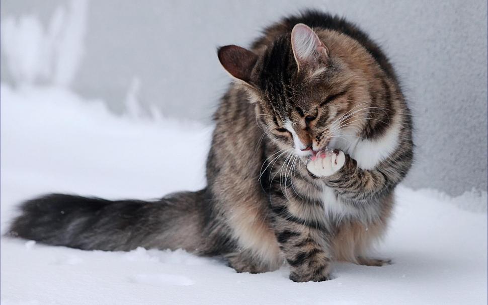 Winter Snow Cats Animals Outdoors Kittens Tv Shows Images wallpaper,cats HD wallpaper,animals HD wallpaper,images HD wallpaper,kittens HD wallpaper,outdoors HD wallpaper,shows HD wallpaper,snow HD wallpaper,winter HD wallpaper,1920x1200 wallpaper