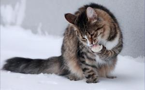 Winter Snow Cats Animals Outdoors Kittens Tv Shows Images wallpaper thumb
