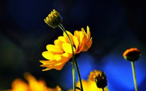 Yellow flowers, buds, blue background, sun wallpaper thumb
