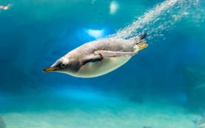 Penguin, bird, blue water, bubbles wallpaper thumb