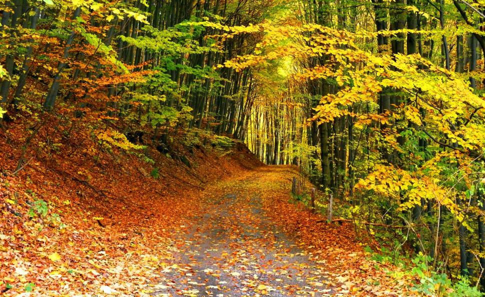 Path in autumn forest wallpaper,falling wallpaper,path wallpaper,calm wallpaper,fall wallpaper,walk wallpaper,nature wallpaper,leaves wallpaper,colors wallpaper,serenity wallpaper,forest wallpaper,trees wallpaper,branches wallpaper,foliage wallpaper,quiet wallpaper,autumn wallpaper,1919x1179 wallpaper
