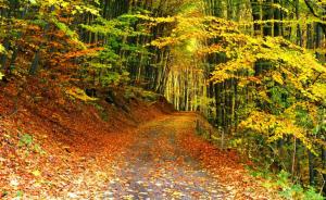Path in autumn forest wallpaper thumb