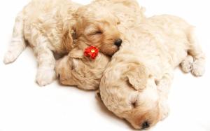 Cute Sleeping Puppies wallpaper thumb