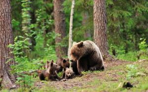 Bears family in forest HD wallpaper thumb