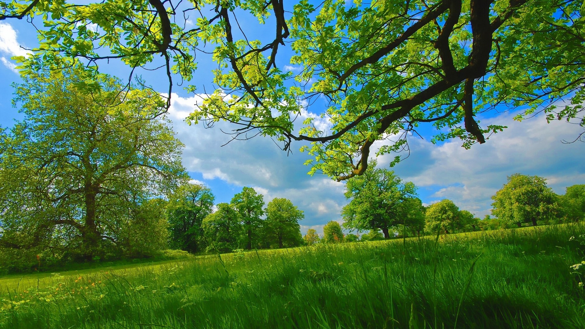 Summer, grass, trees, green, branches, sky, natural beauty wallpaper