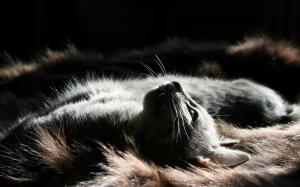 Gray cat, sleep, look wallpaper thumb