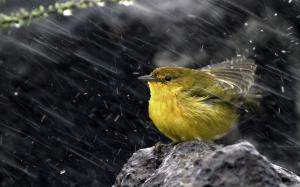 sparrow, yellow birds, rain, animal wallpaper thumb