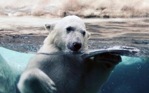 Polar Bear in Water wallpaper thumb