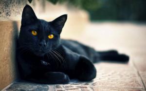 Street black cat eyes wallpaper thumb