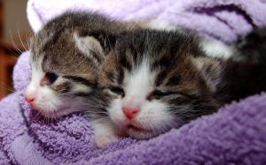 Babies kittens wallpaper thumb