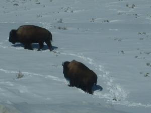 Bison Climbing Up Snowy Hillside. wallpaper thumb