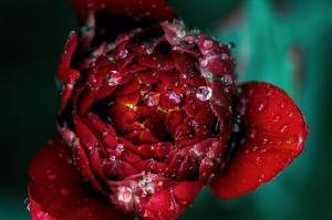 closeup, water drops, nature, flowers, rose, fresh wallpaper thumb