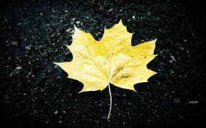Ground of a yellow maple leaf wallpaper thumb