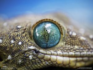 Alligator eyes wallpaper thumb