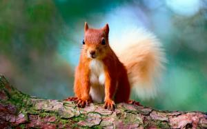 Cute Red Squirrel wallpaper thumb