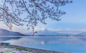 Mount Fuji, Lake Kawaguchi, Japan, twigs, flowers wallpaper thumb