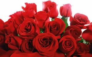 Red Valentine Roses HD wallpaper thumb