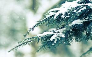 Pine branch covered in snow wallpaper thumb