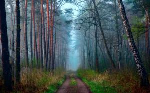 Morning nature, spring, forest, road, haze wallpaper thumb