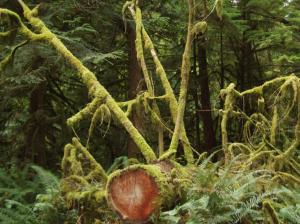 Temperate Rain Forest wallpaper thumb
