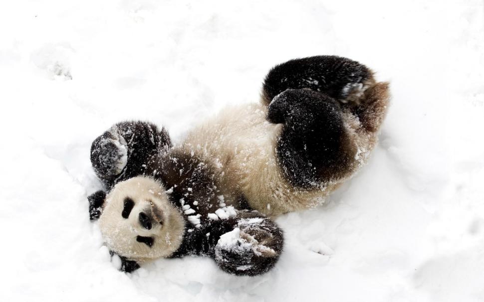 Panda, snow, playful, spotted, bamboo bear wallpaper,panda HD wallpaper,snow HD wallpaper,playful HD wallpaper,spotted HD wallpaper,bamboo bear HD wallpaper,1920x1200 wallpaper