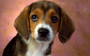 Animals, Dog, Beagle, Small, Cute, Lovely, Photography wallpaper thumb