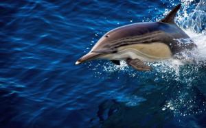 Dolphin blue sea wallpaper thumb