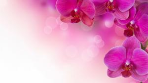 floral flowers wallpaper for background wallpaper thumb