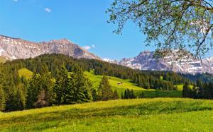Switzerland, Bernese Oberland, forests, grass, mountains, blue sky wallpaper thumb