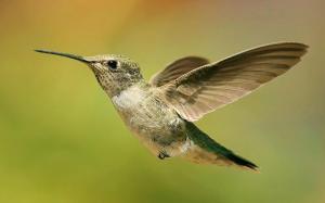 Nature Birds Hummingbirds Depth Field Colibri Widescreen Resolutions wallpaper thumb