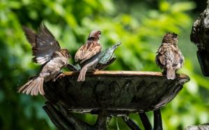 Fountain Sparrows Birds wallpaper thumb