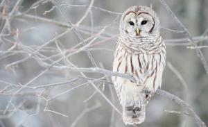 White Owl In Winter wallpaper thumb