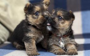 Cute Puppies wallpaper thumb
