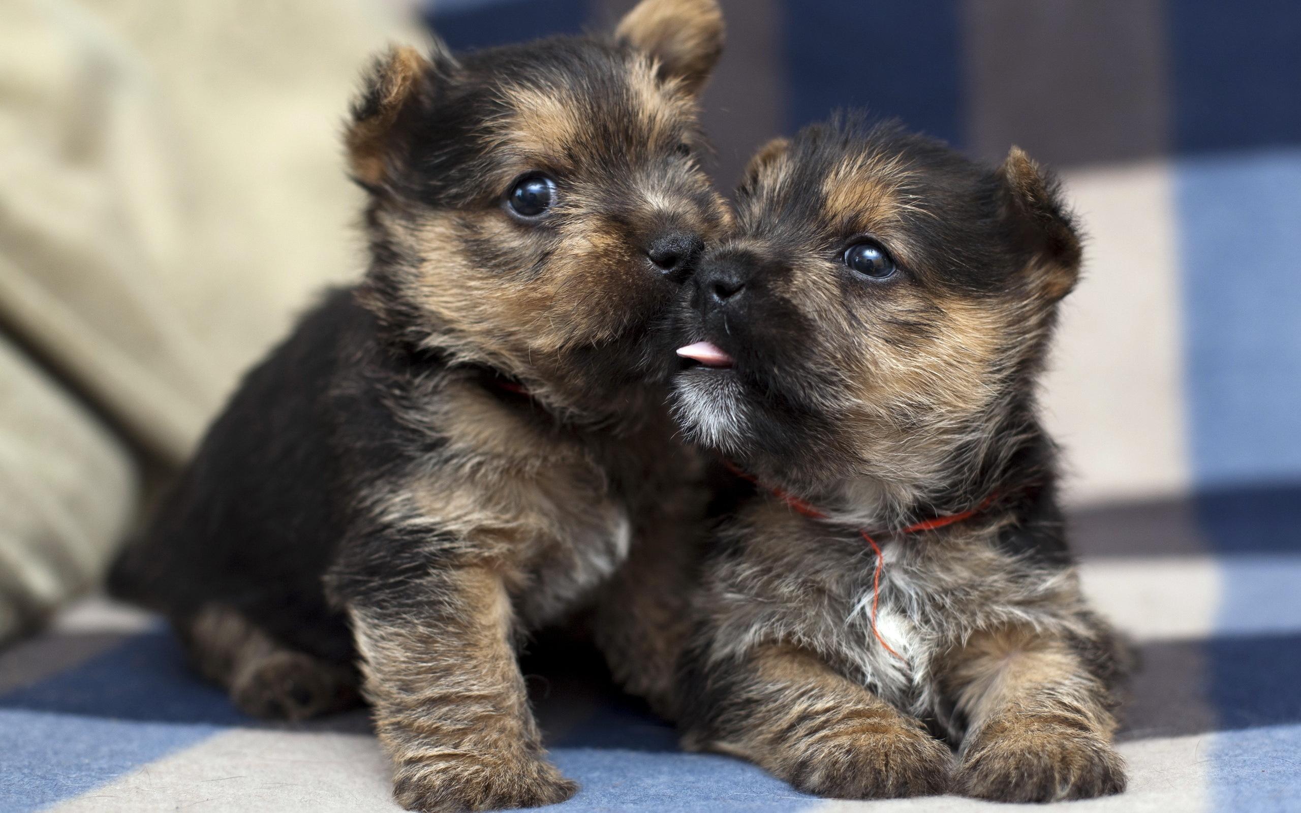 Cute Puppies wallpaper | animals | Wallpaper Better