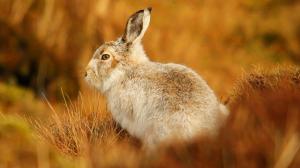Rabbit At Grass Blur wallpaper thumb