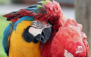 Best Friends Macaws wallpaper thumb